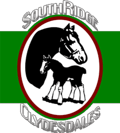 Southridge Clydesdales - Holland